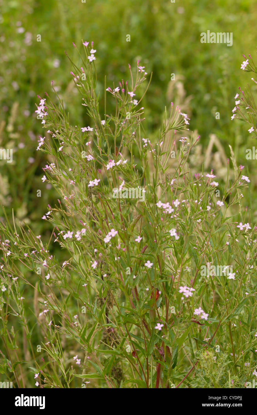 American Willowherb, epilobium ciliatum (epilobium adenocaulon), wildflower, Fleet Valley, Dumfries & Galloway, Scotland Stock Photo