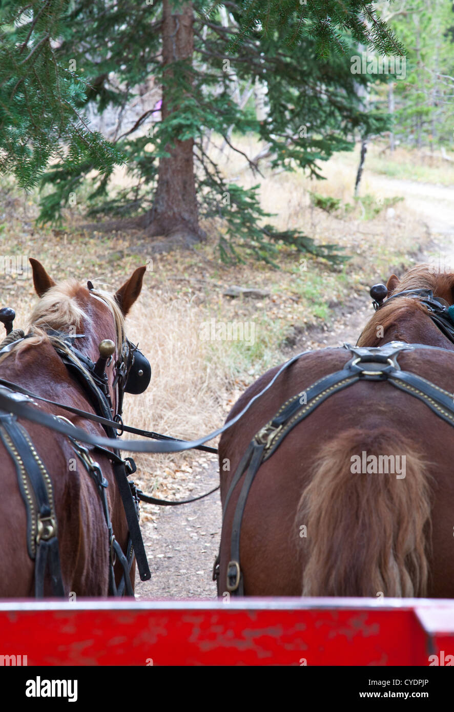 Belgian Draft Horses hitched for work. Estes Park, Colorado Stock Photo