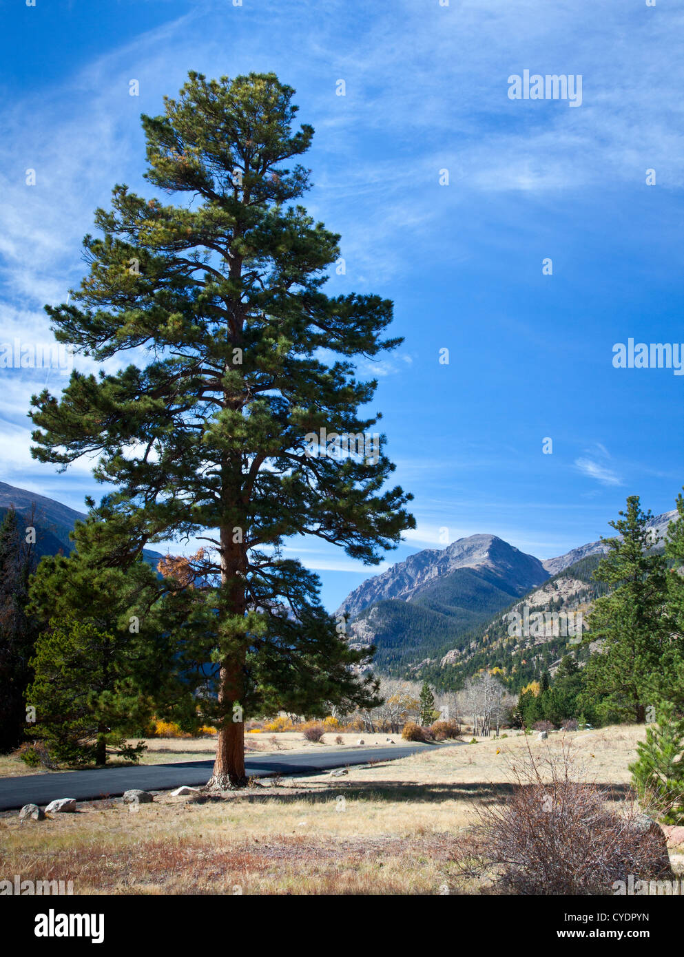 A large Pine Tree in Rocky Mountain National Park with the peaks in the distance. Colorado Stock Photo