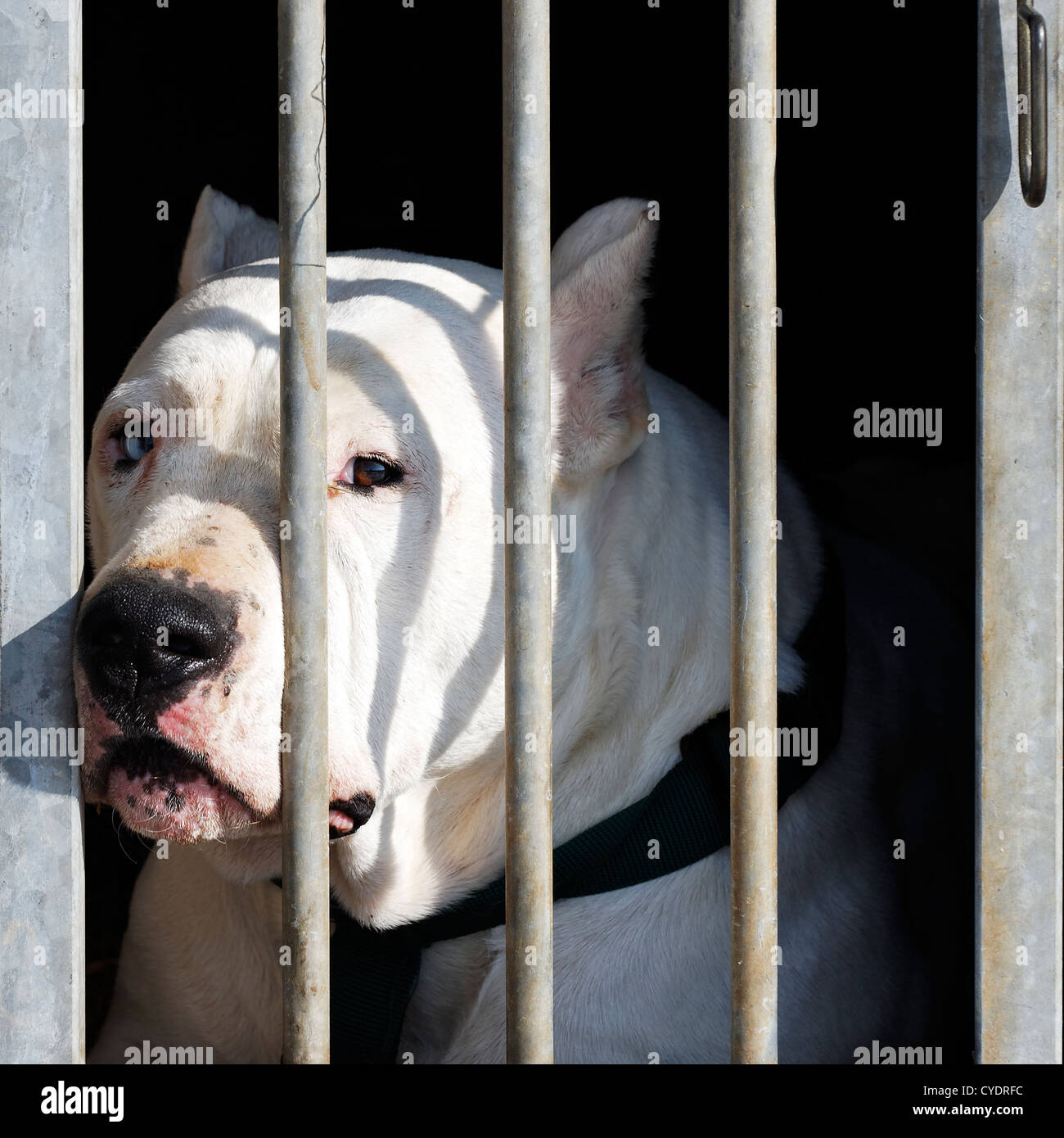 dangerous dog with big head in a cage Stock Photo