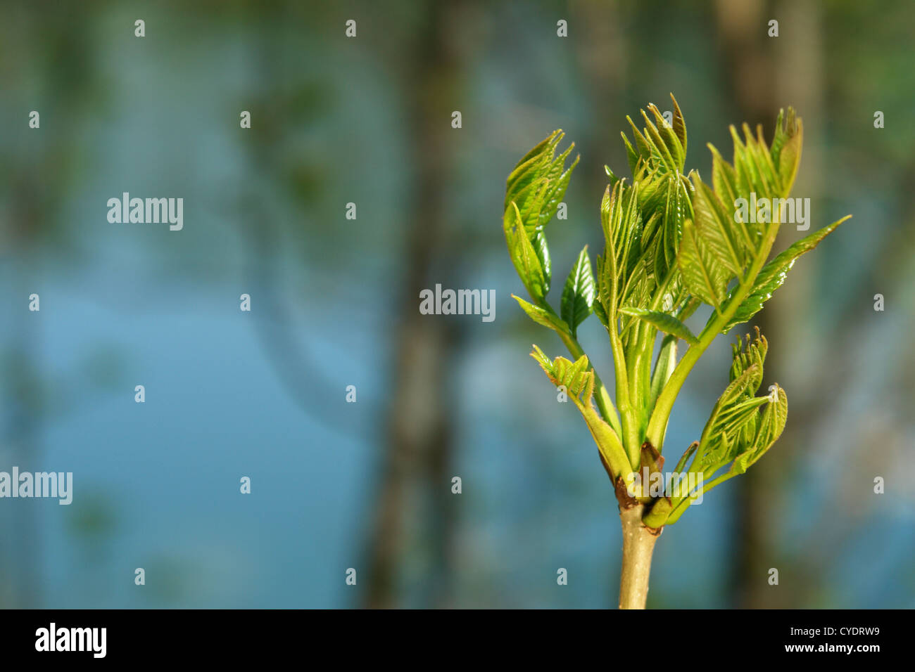 Spring Time Sprout Sprout natural hi-res stock photography and images - Alamy