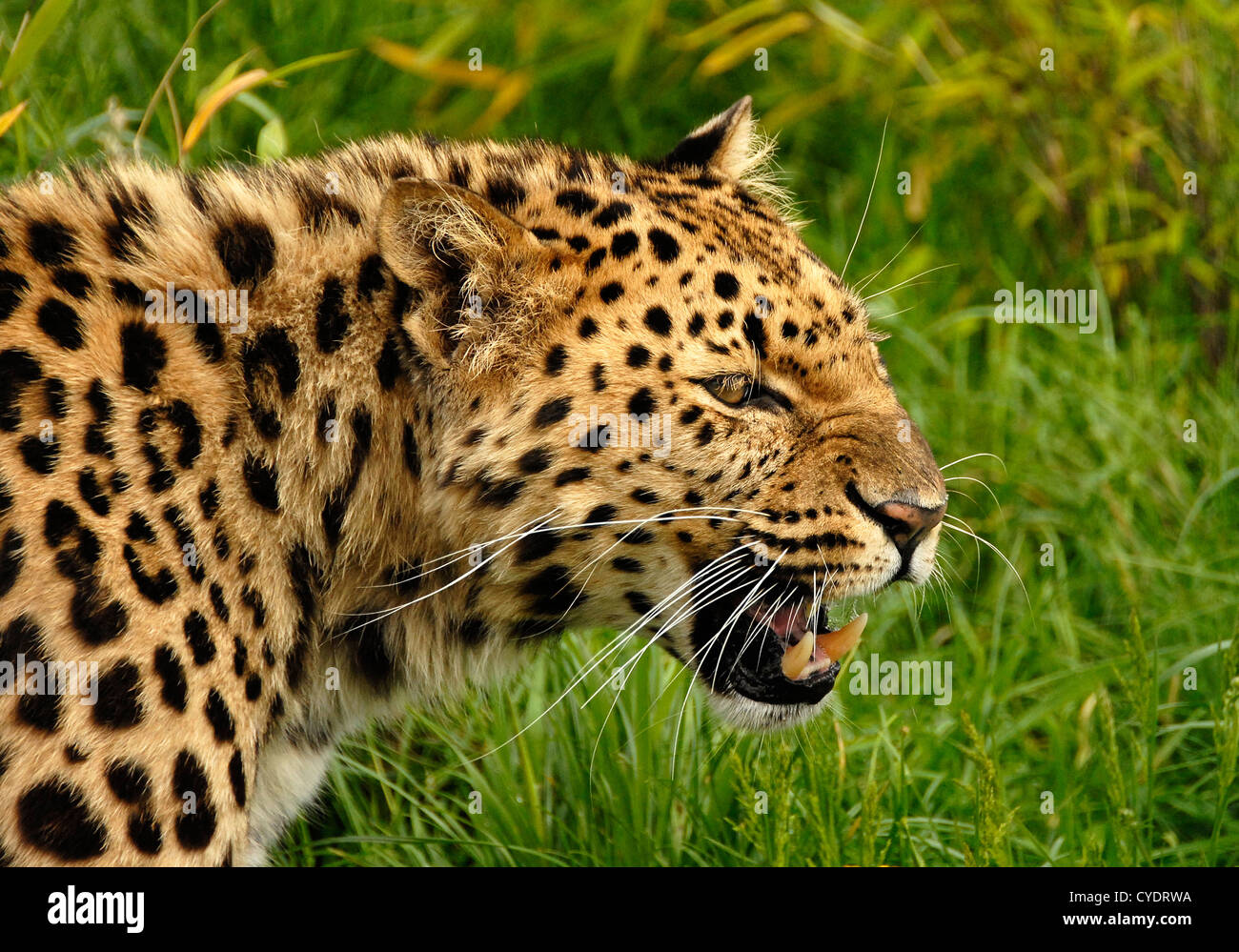 Leopard growl hi-res stock photography and images - Alamy
