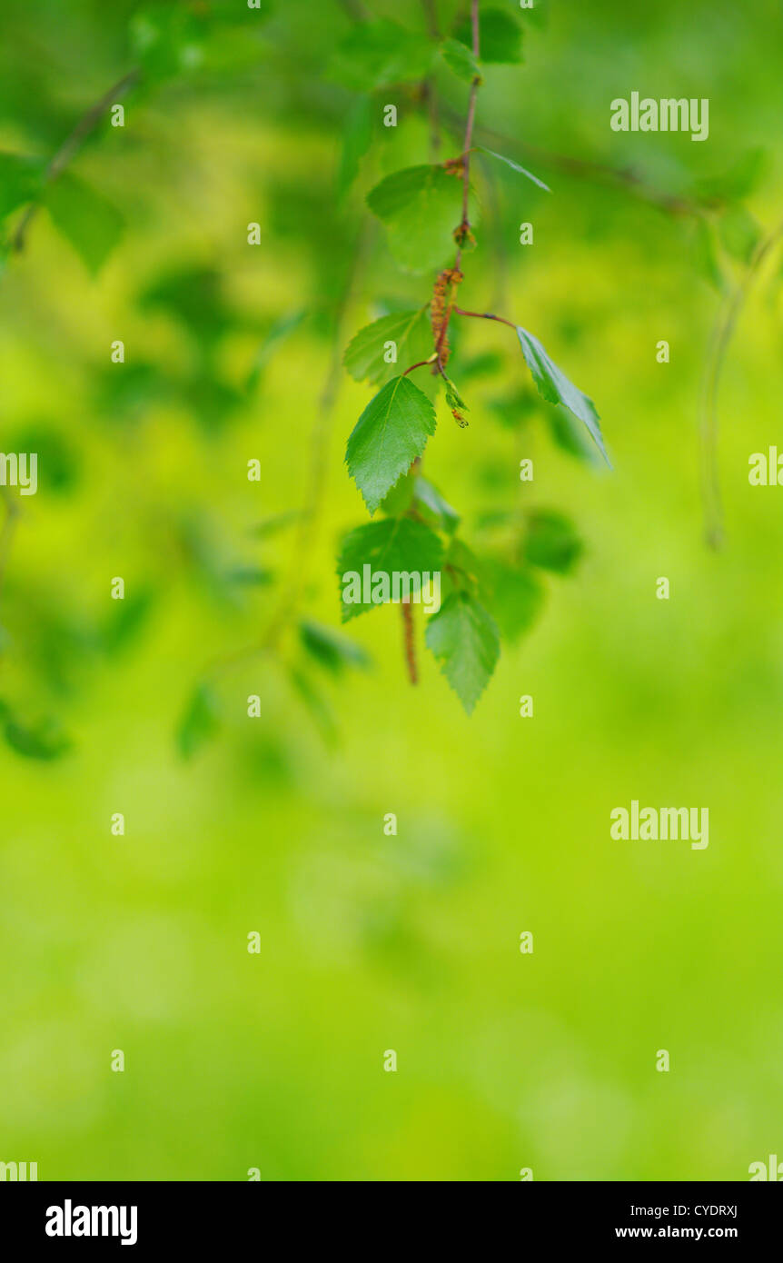 green leaves foliage at springtime outside in the nature Stock Photo ...
