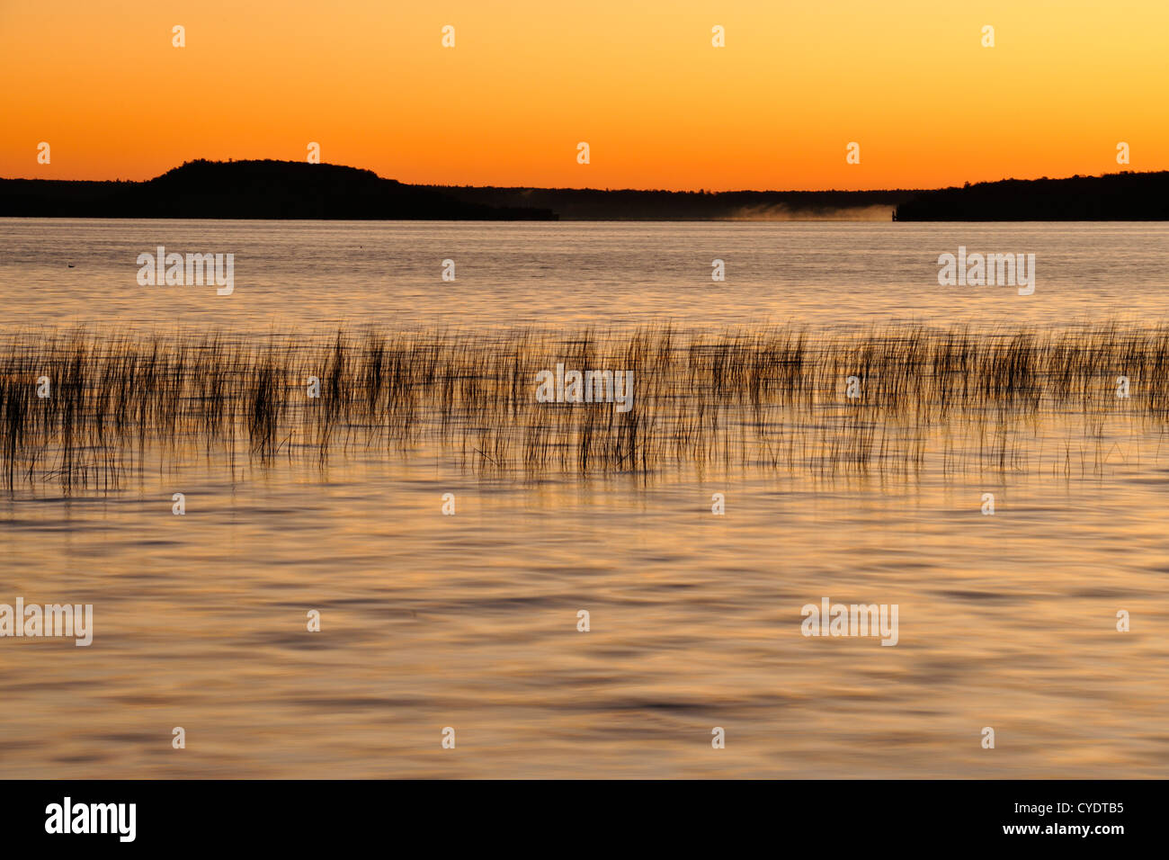 Reedbeds on Lake Mindemoya at sunrise, Manitoulin Is. Mindemoya