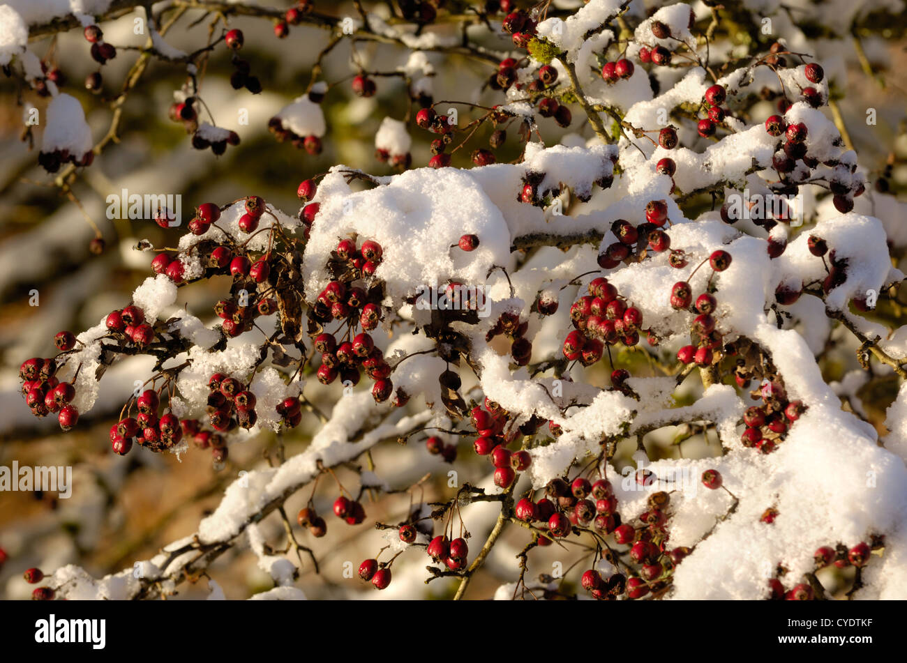 Winter berries snow hi-res stock photography and images - Alamy