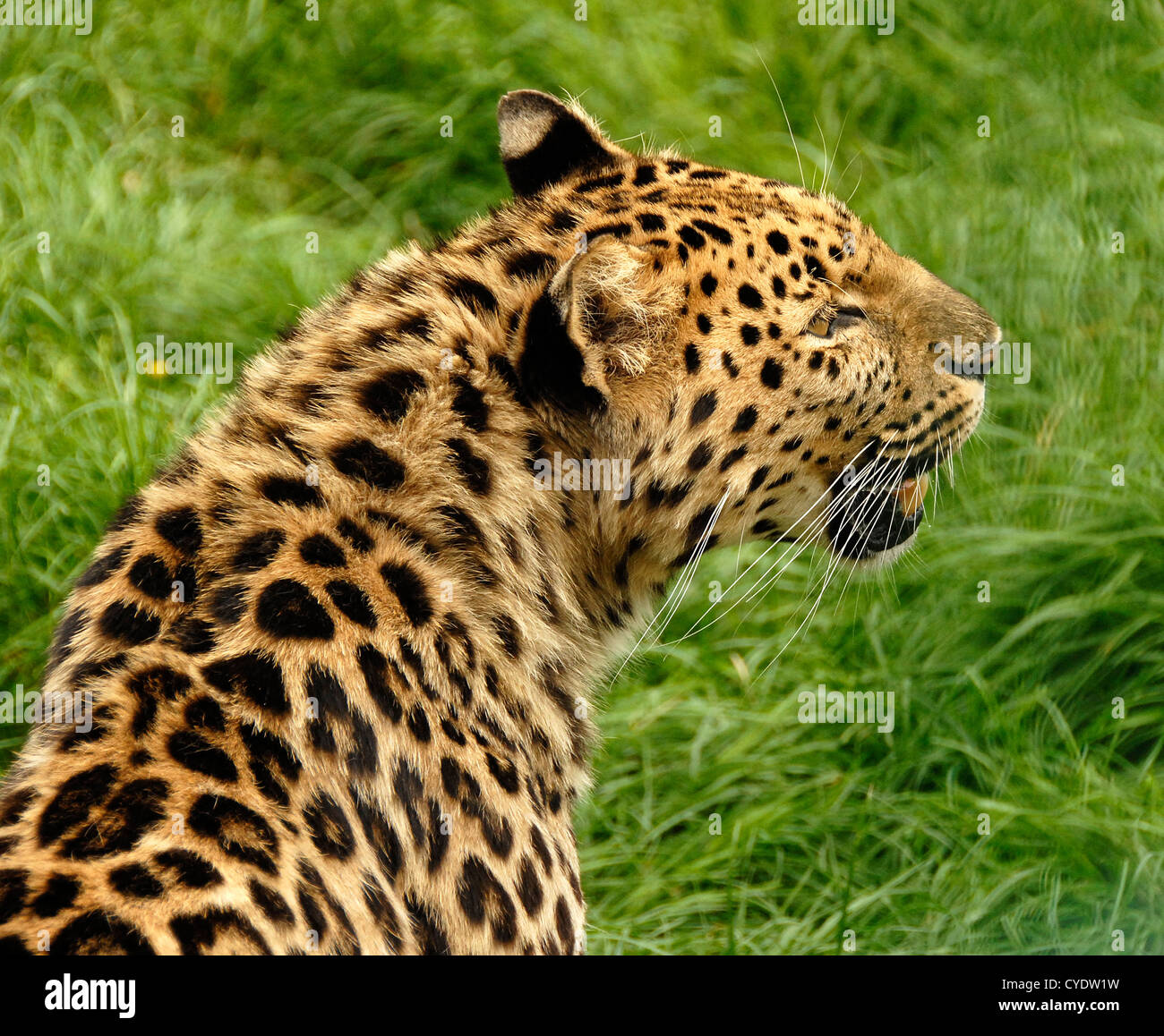 Amur Leopard close up looking away from camera Stock Photo - Alamy