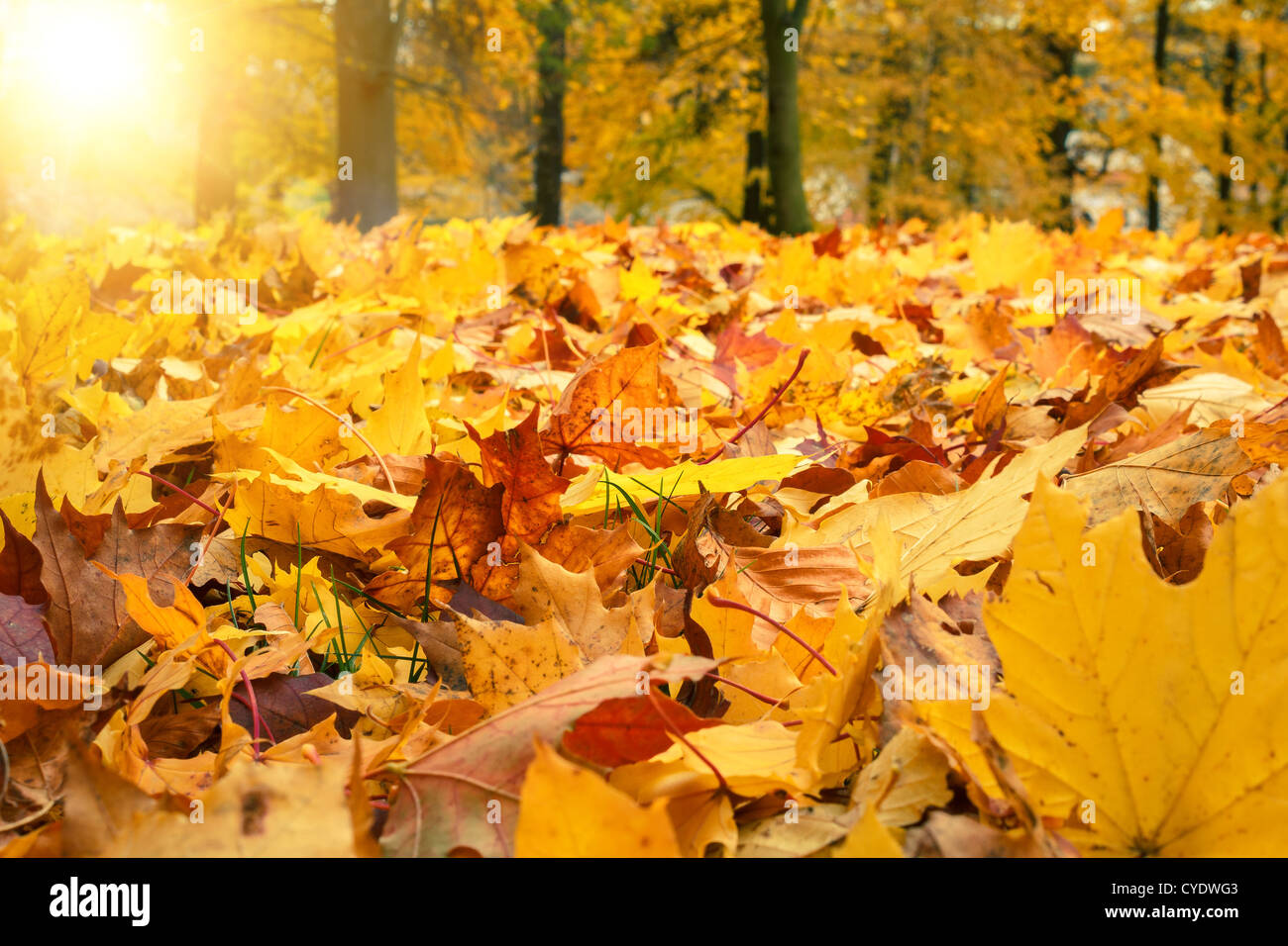 trees in park in autumn with yellow and orange leaves Stock Photo - Alamy