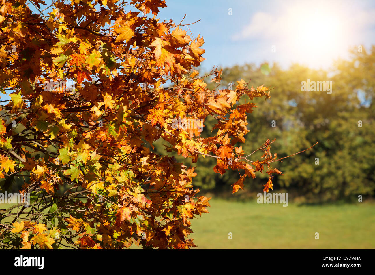 detail of colorful autumn trees in park Stock Photo - Alamy