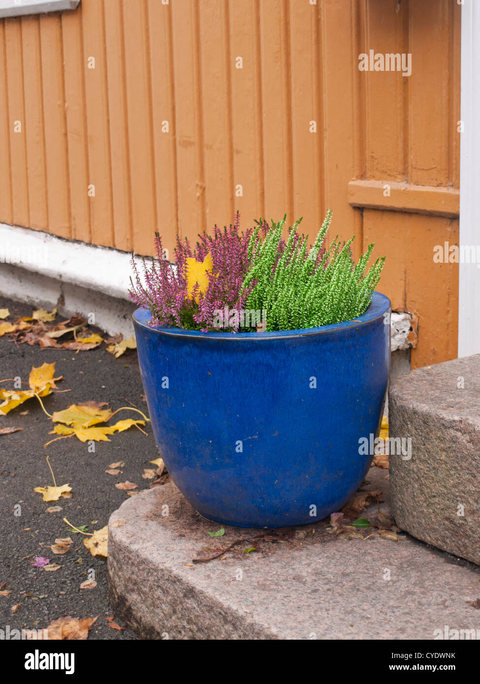 Color clash, blue flower pot, green and purple Erica flowers yellow wall and tarmac,nature and living environment Stock Photo