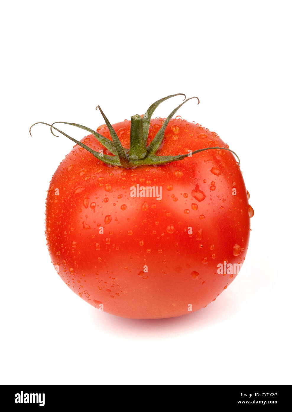 Fresh red tomato with water drops. Isolated on white background Stock ...