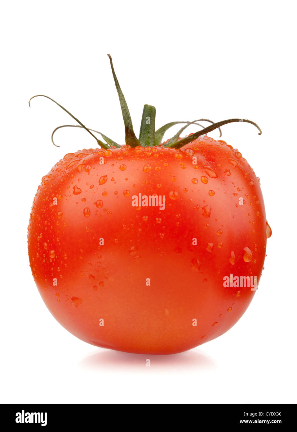 Fresh red tomato with water drops. Isolated on white background Stock ...