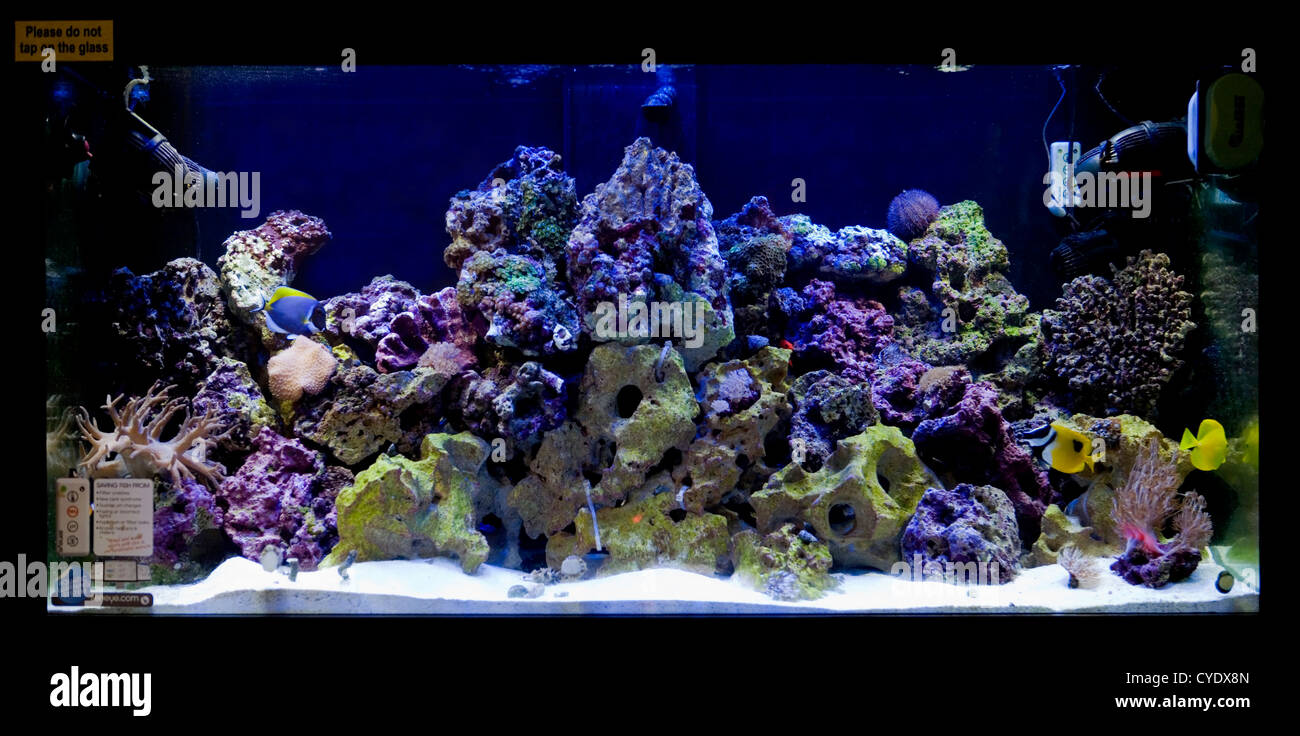 Marine salt water fishtank aquarium Stock Photo