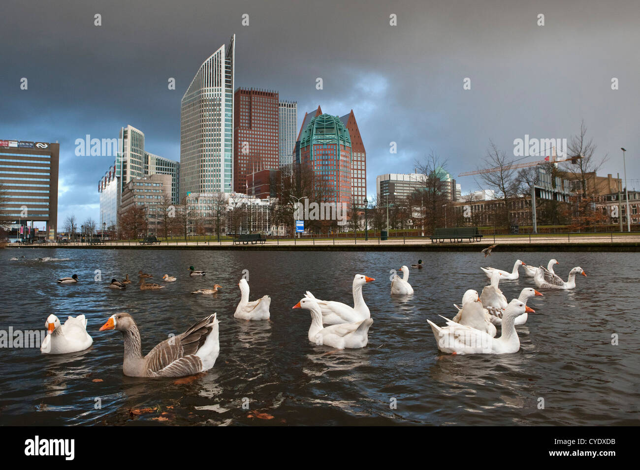 The Netherlands, Den Haag, The Hague, View of modern architecture. Mainly ministries. Foreground tame geese. Stock Photo