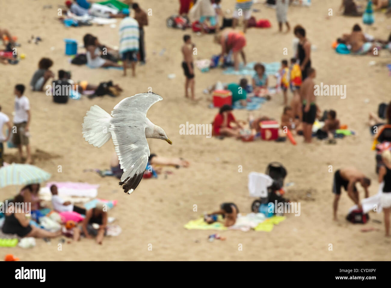 The Netherlands, Scheveningen, near The Hague or in Dutch: Den Haag. Seagull flying over people sunbathing on the beach. Aerial Stock Photo