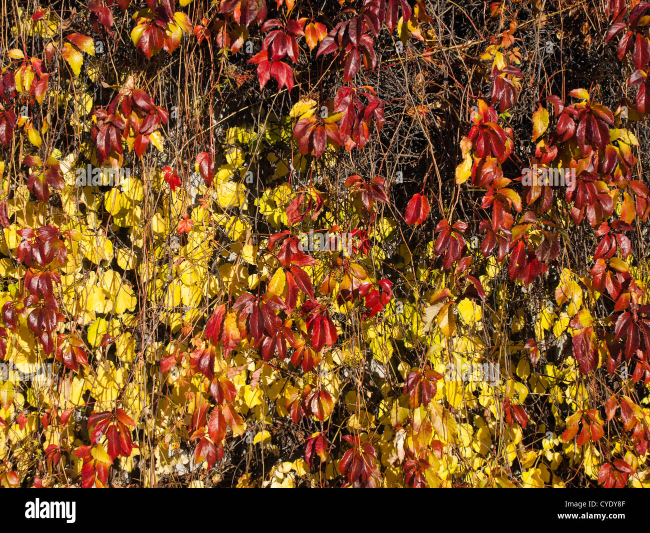 Autumn leaves yellow red and gold Stock Photo - Alamy