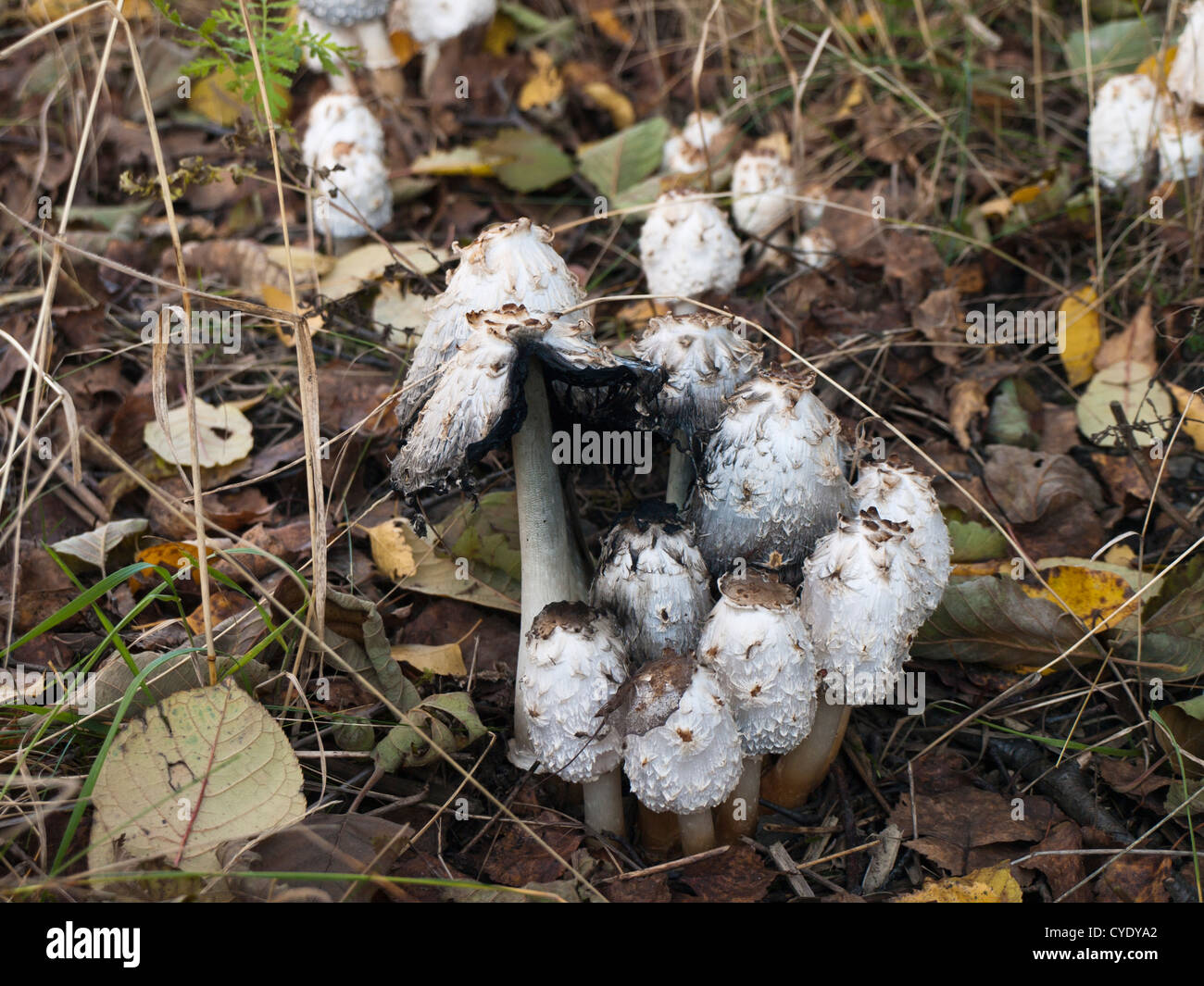 Coprinus comatus, shaggy ink cap, lawyer's wig, or shaggy mane an edible fungus with many names, young ones are good for a stew Stock Photo