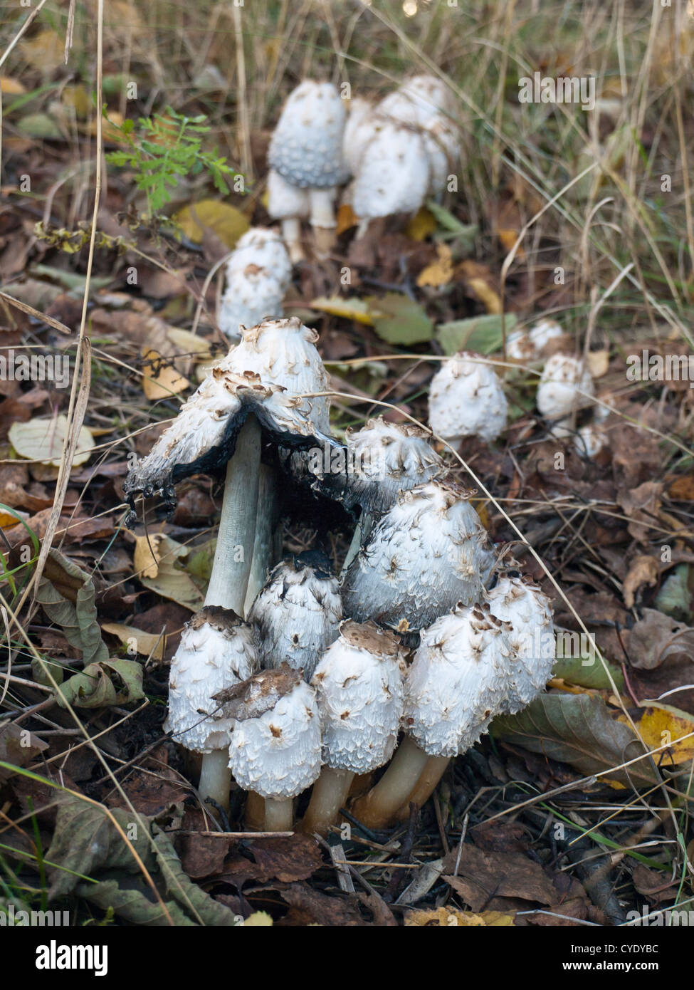Coprinus comatus, shaggy ink cap, lawyer's wig, or shaggy mane an edible fungus with many names, young ones are good for a stew Stock Photo