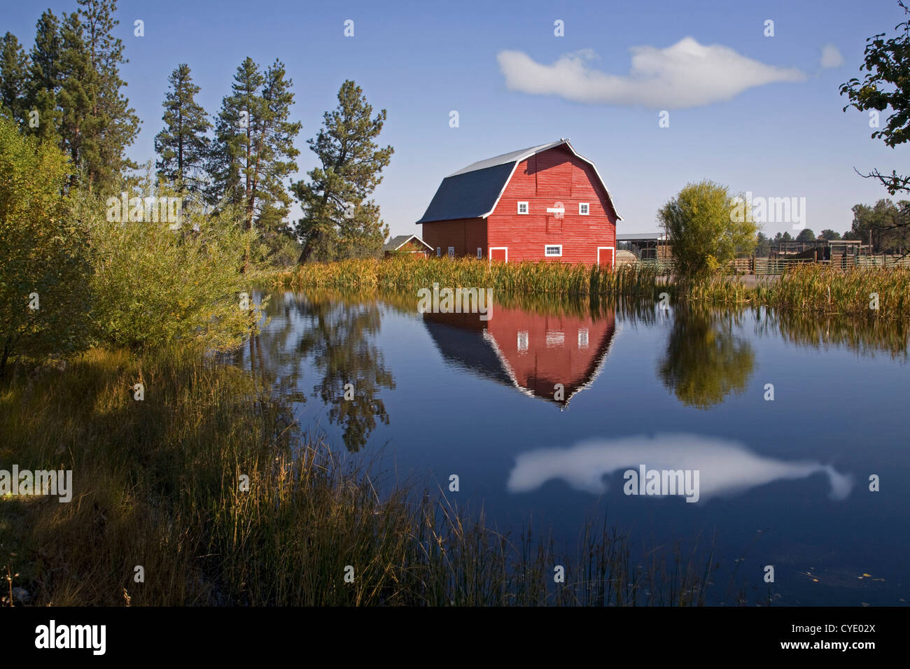 An old red barn reflected in a farm pond in Sisters, Oregon Stock Photo