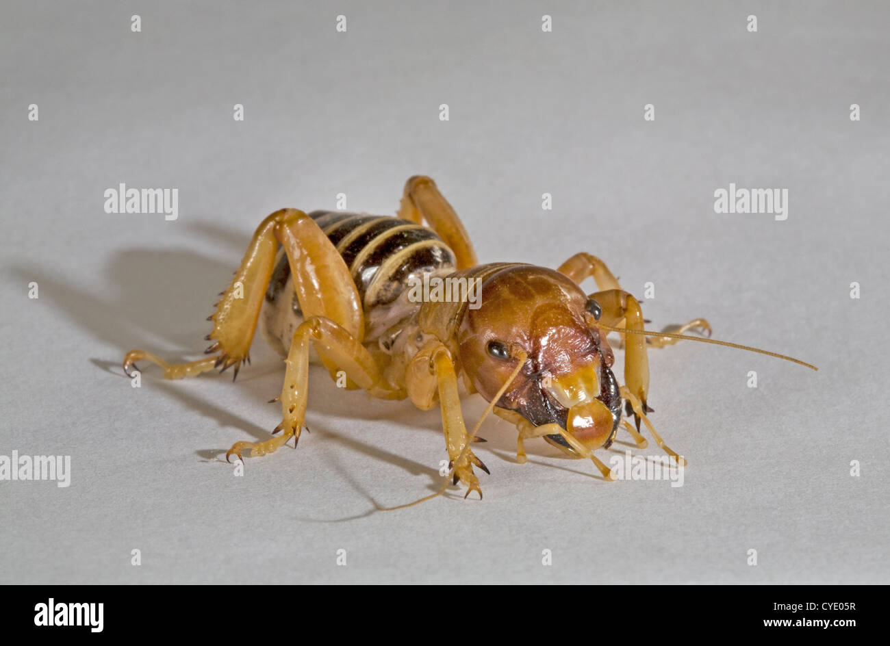 Potato bug hires stock photography and images Alamy
