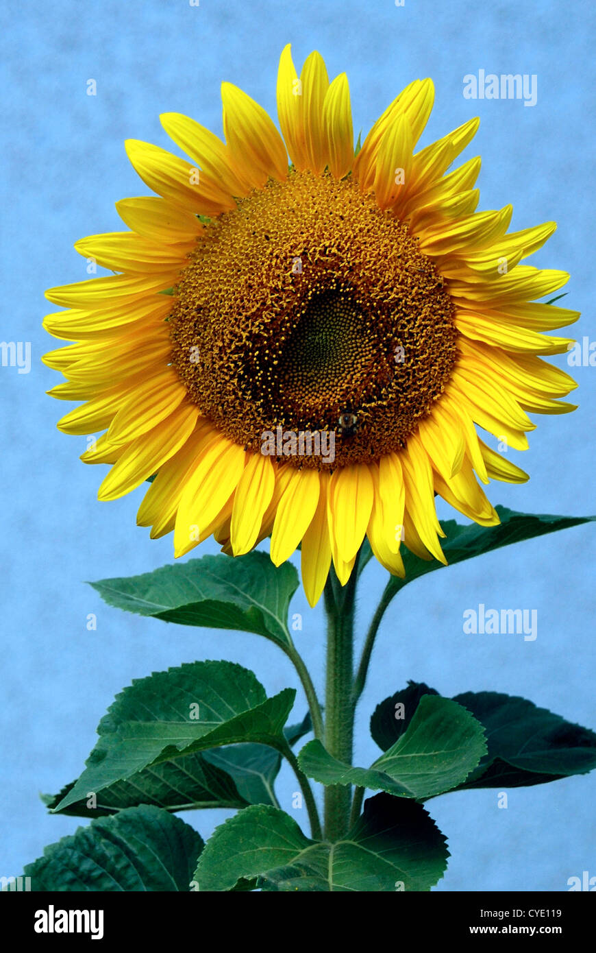 Sunflower on a summer's day in Bavaria - Helianthus annuus. Stock Photo