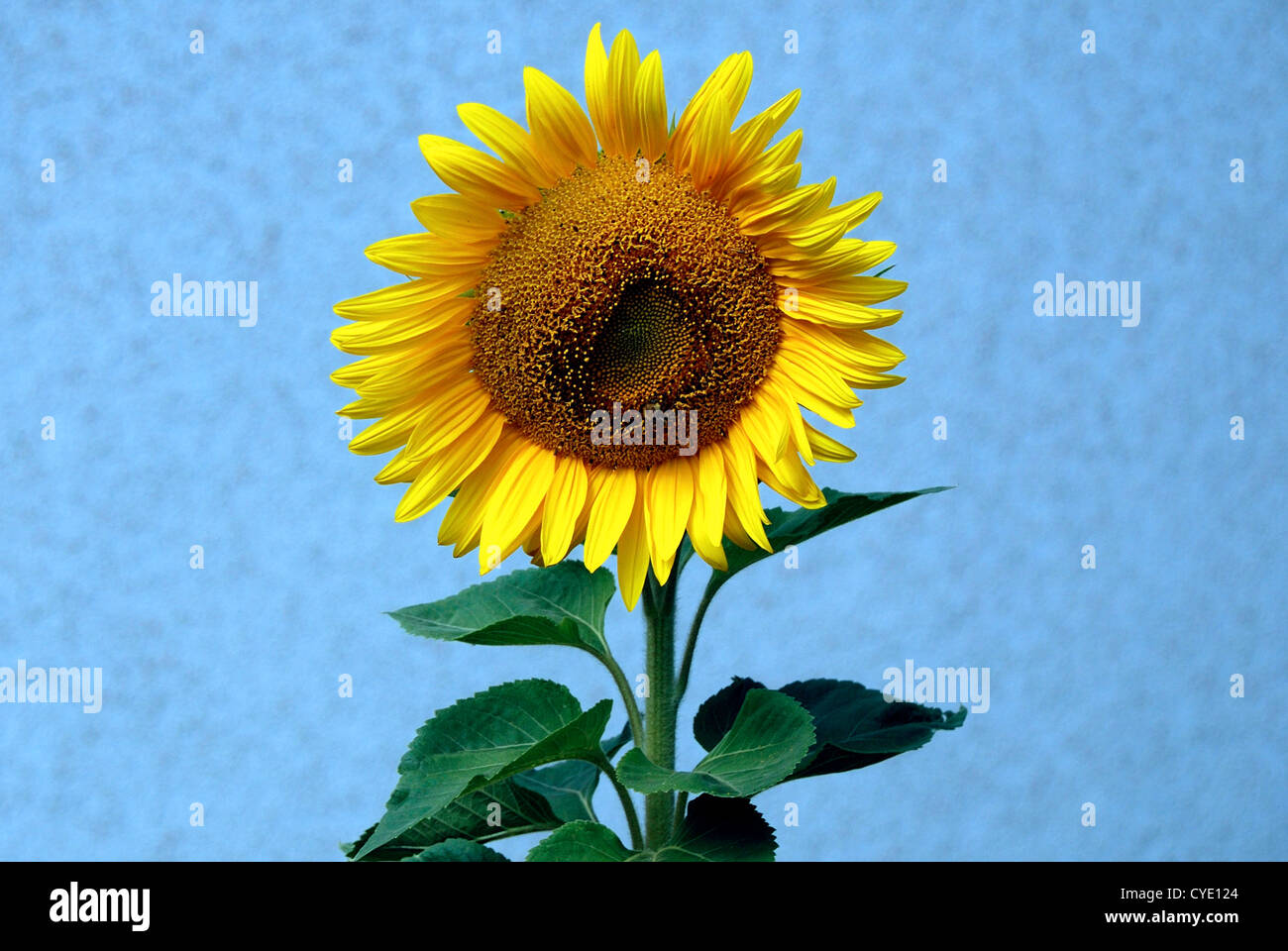 Sunflower on a summer's day in Bavaria - Helianthus annuus. Stock Photo