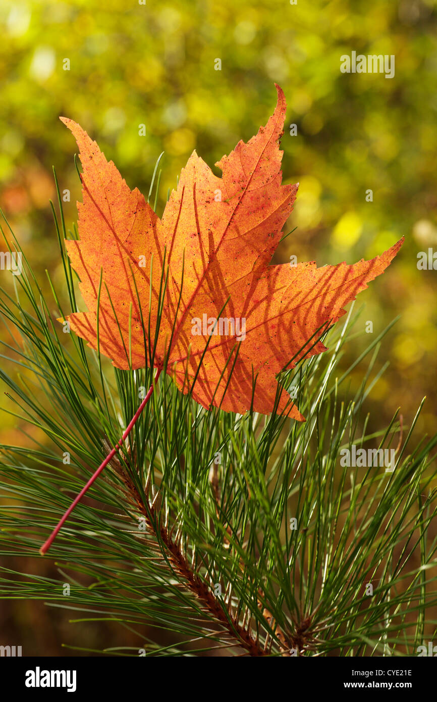 Fall maple leaf on a pine tree branch. Stock Photo