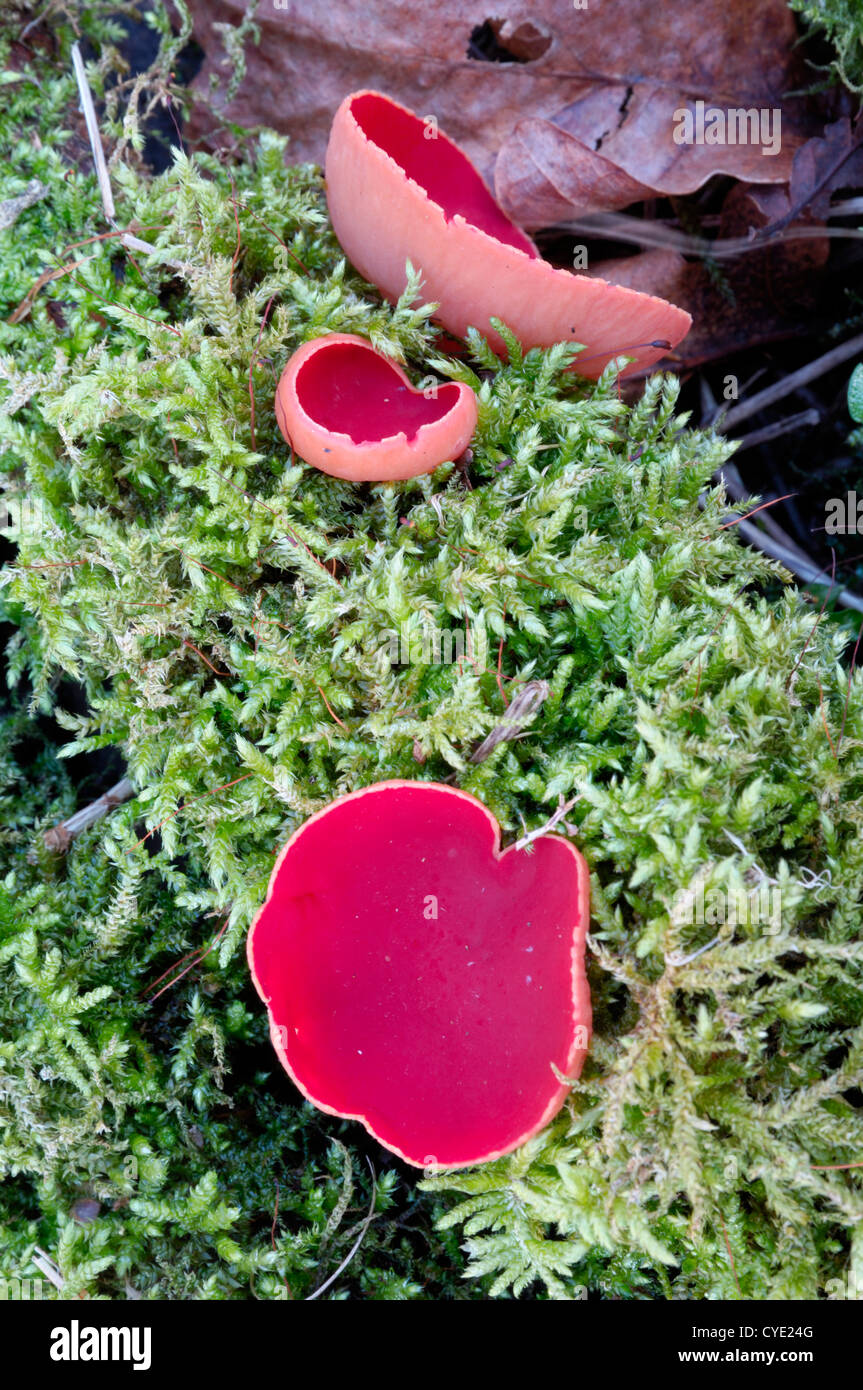 Scarlet Elfcup, Sarcoscypha austriaca, fungus on dead wood, seen in Carstramont Wood, Dumfries and Galloway, Scotland Stock Photo