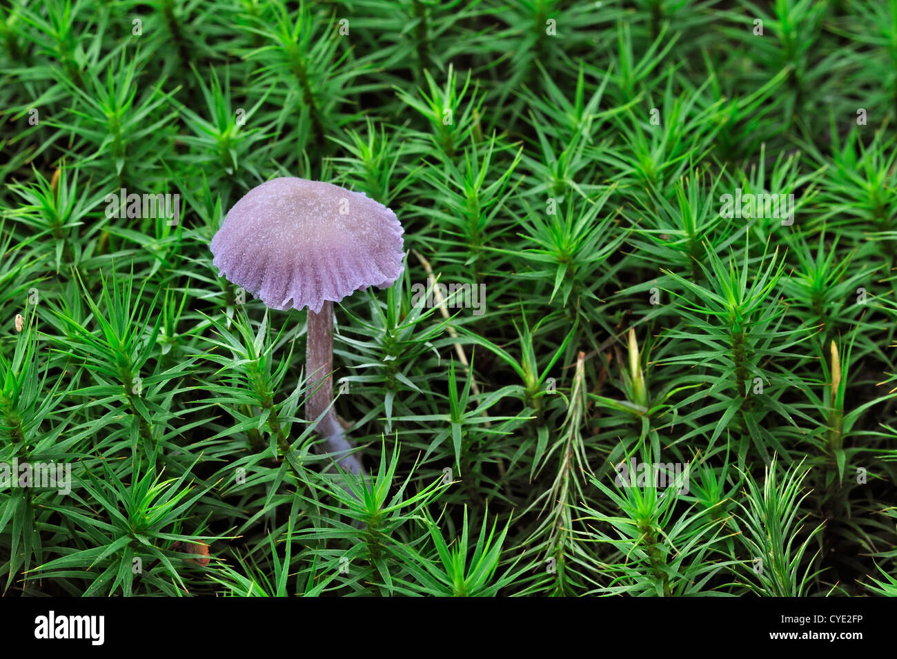 Amethyst deceiver fungus (Laccaria amethystina / Laccaria amethystea) amongst moss in autumn forest Stock Photo