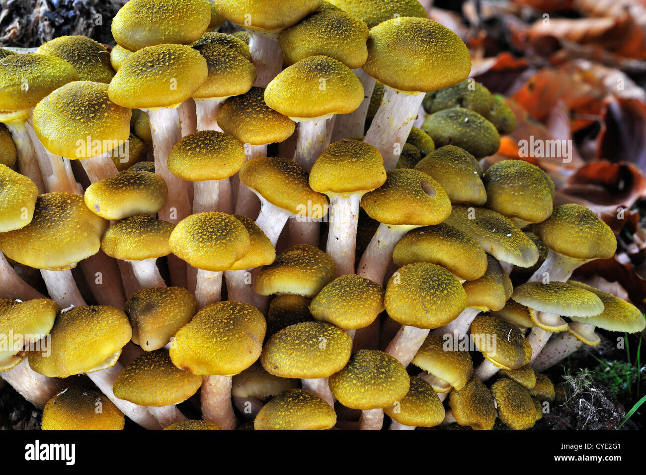 Honey fungus (Armillaria mellea / Armillariella mellea) cluster growing on tree trunk in autumn forest Stock Photo