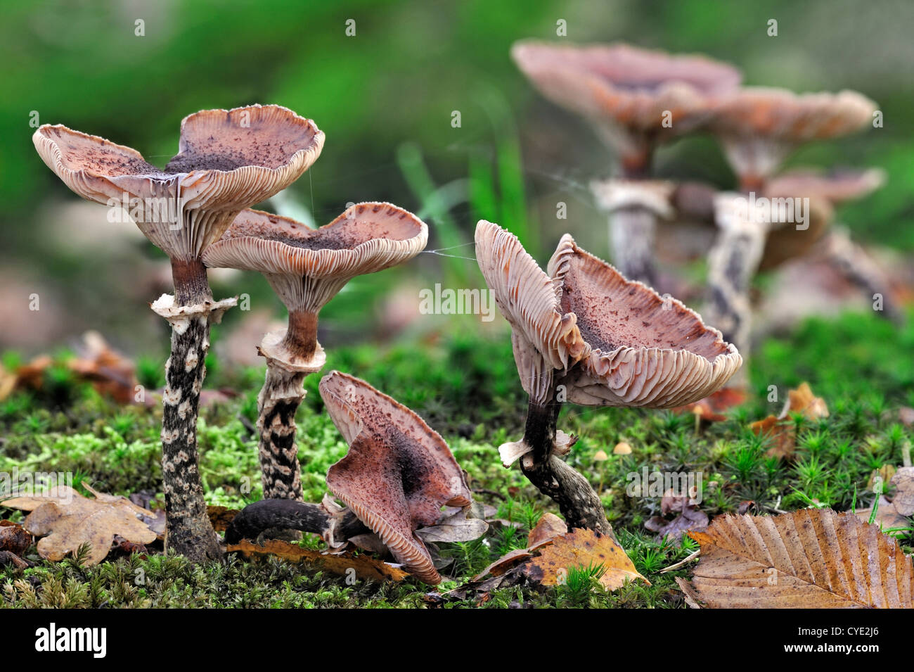 Dark honey fungi (Armillaria solidipes / Armillaria ostoyae) on the forest floor in autumn Stock Photo