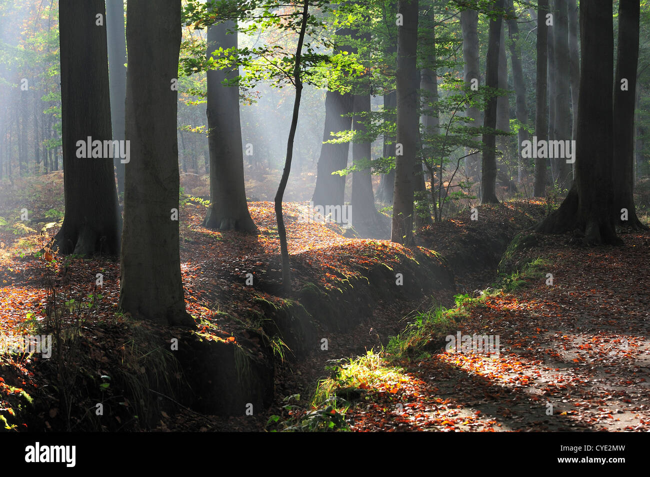 Sunrays shining through broad-leaved forest with beech trees in autumn colours at sunrise creating a tranquil atmosphere Stock Photo