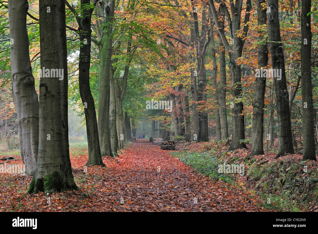 Walkers walking through colourful forest lane with foliage of broad-leaved beech trees showing autumn colours Stock Photo