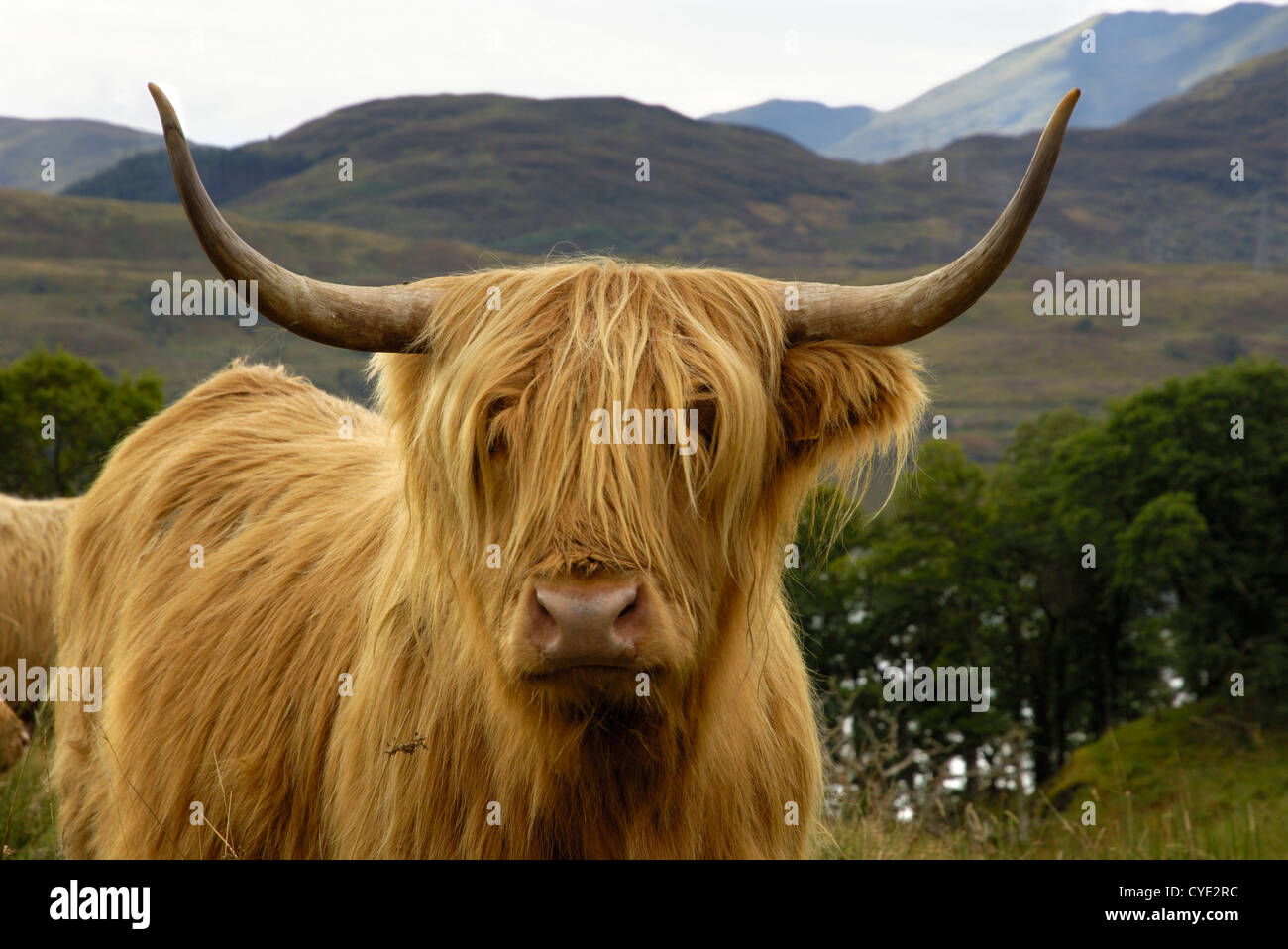 Highland Cattle above Loch Katrine, Loch Lomond and Trossachs National Park, Stirling, Scotland Stock Photo