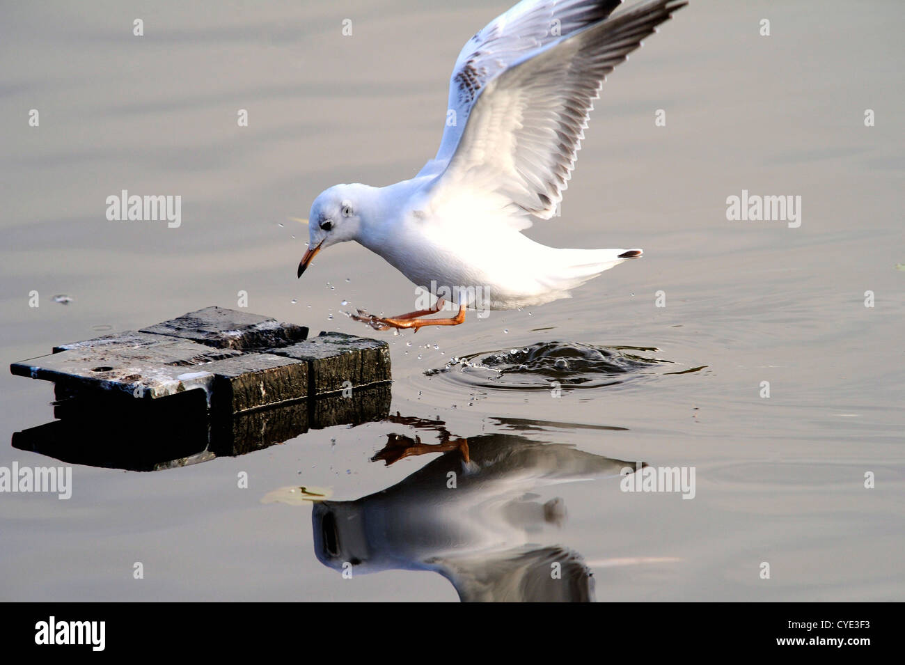 Black headed gull in its winter plumage Stock Photo