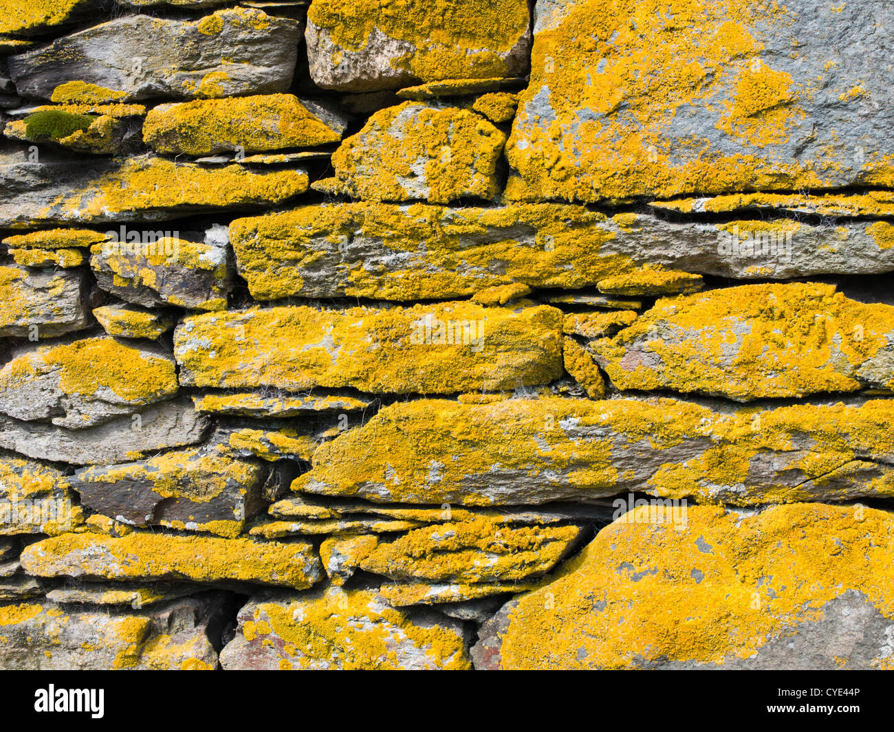 Close up of yellow lichen on the stone wall of a farm in the Lake