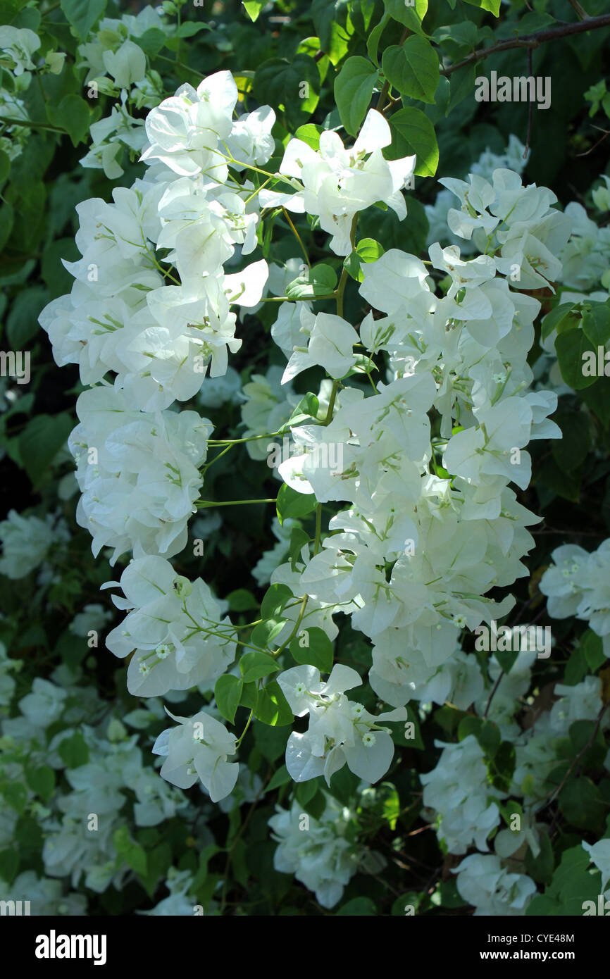White Bougainvillea spectabilis Stock Photo Alamy