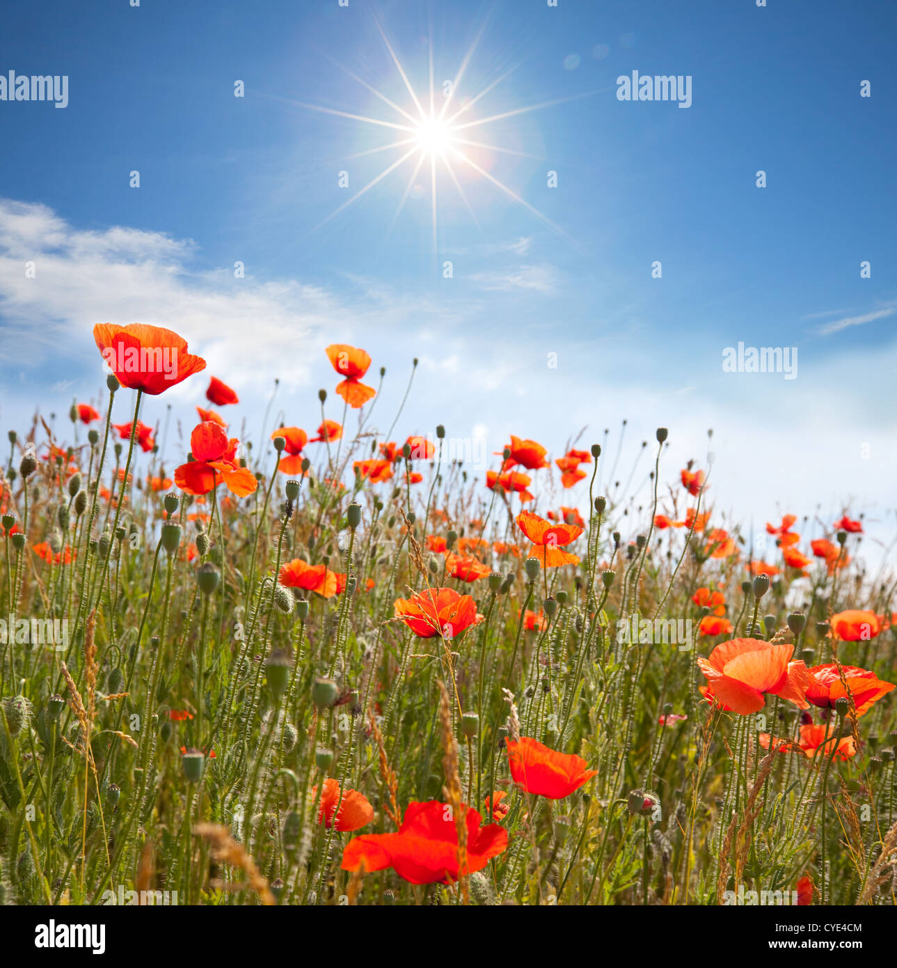 Beautiful poppy hi-res stock photography and images - Alamy