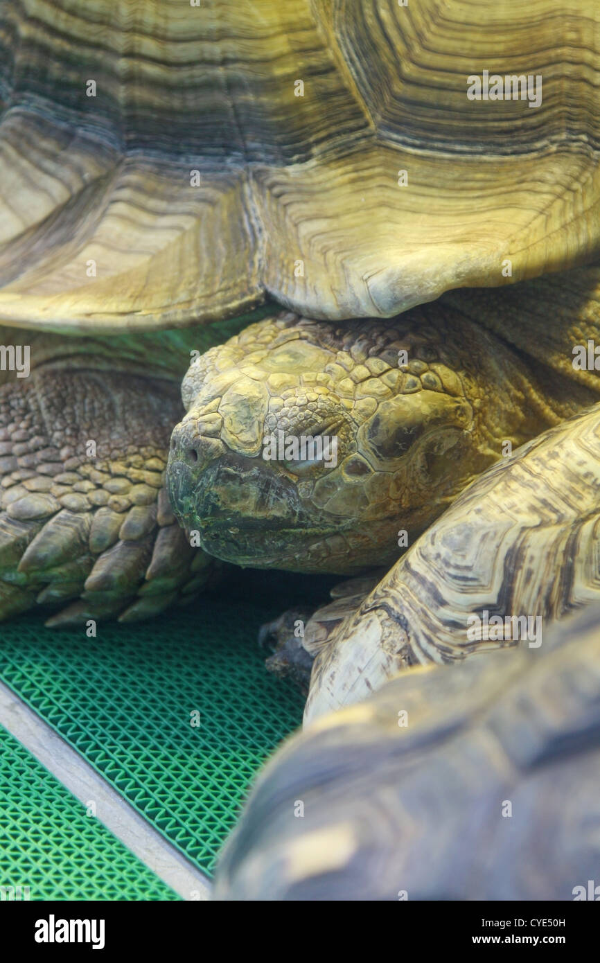 Turtle on floor Stock Photo Alamy