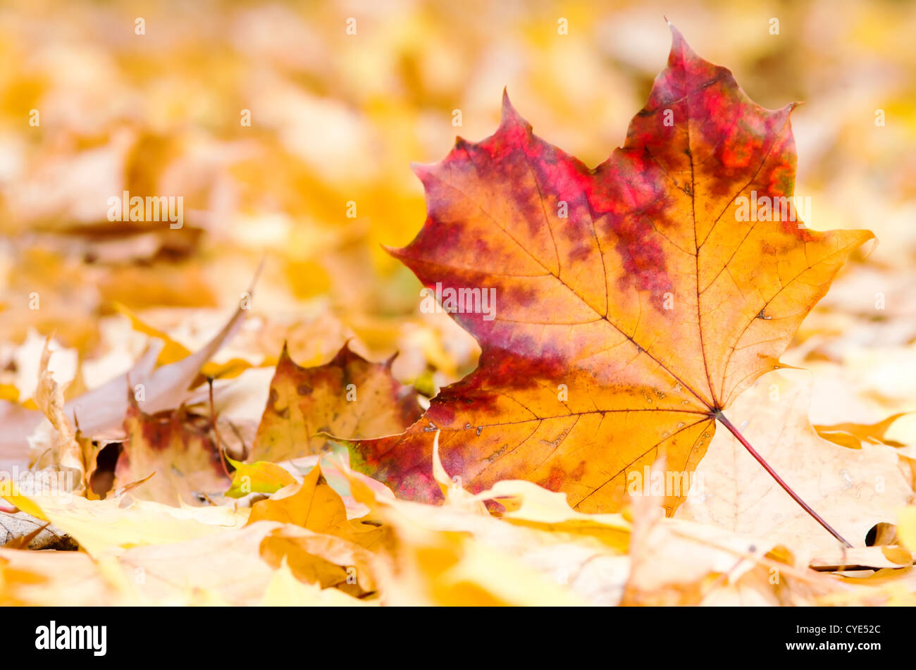 a maple leaf lies on the forest ground Stock Photo - Alamy