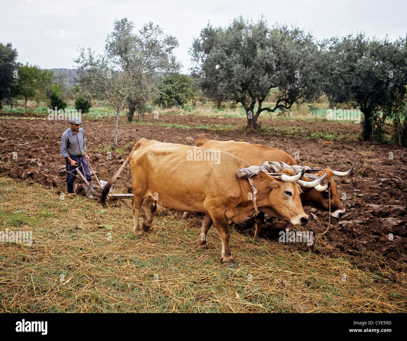 8292. Archival 1970s, Ploughing with Oxen, Central Portugal, Europe Stock Photo