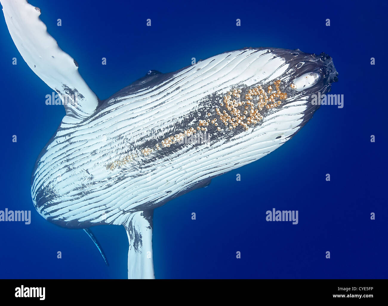 Humpback whale (Megaptera novaeangliae), with parasitic acorn barnacles attached under chin (Cornula diaderma), Stock Photo