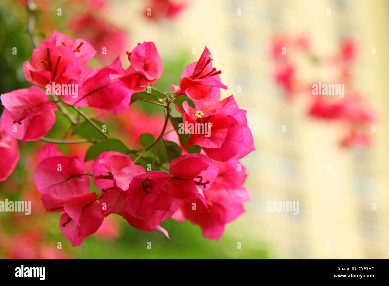 Azalea in pink color Stock Photo