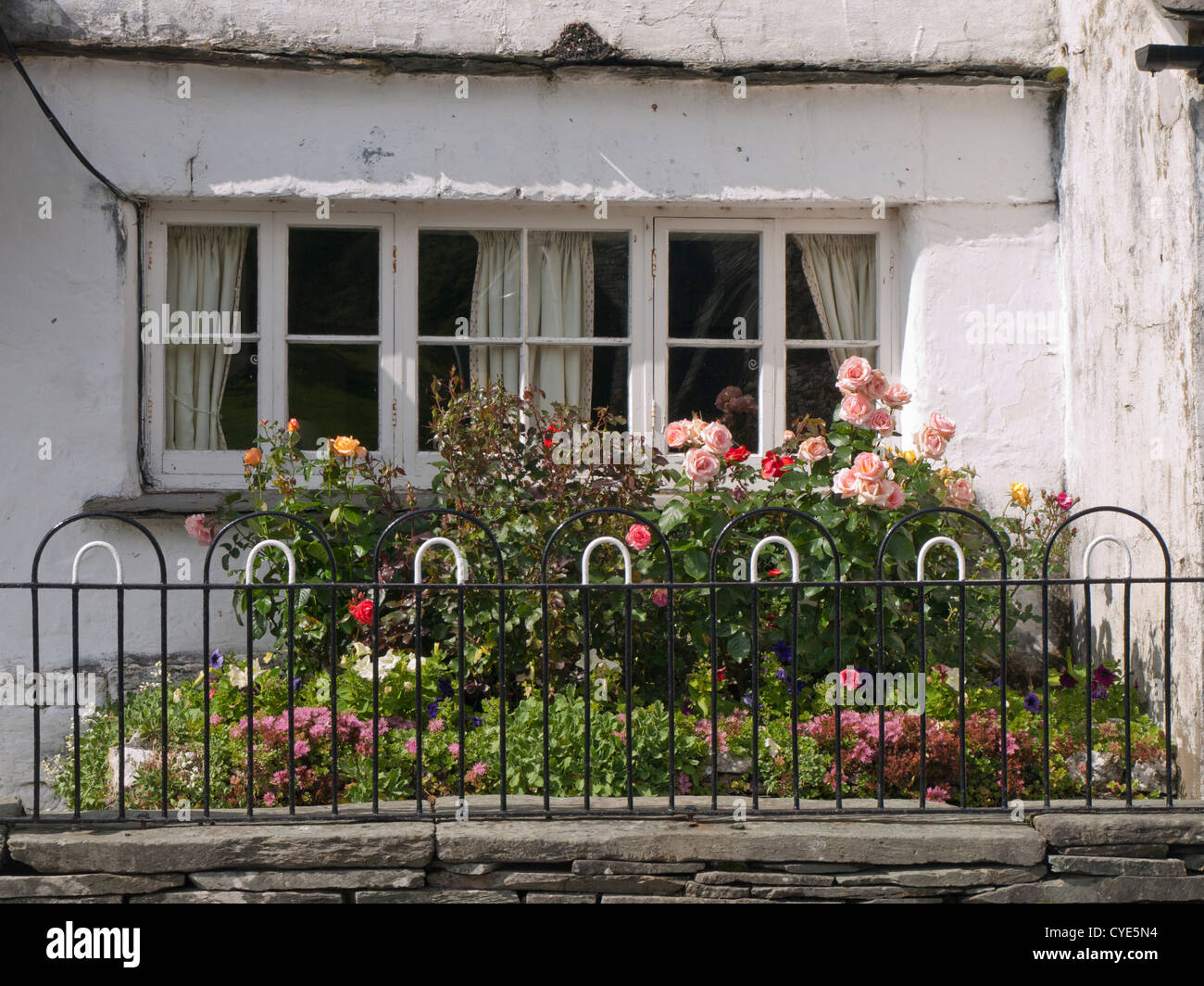 window with squares and curtains rose bed and flowers on outside, Lake District England Stock Photo