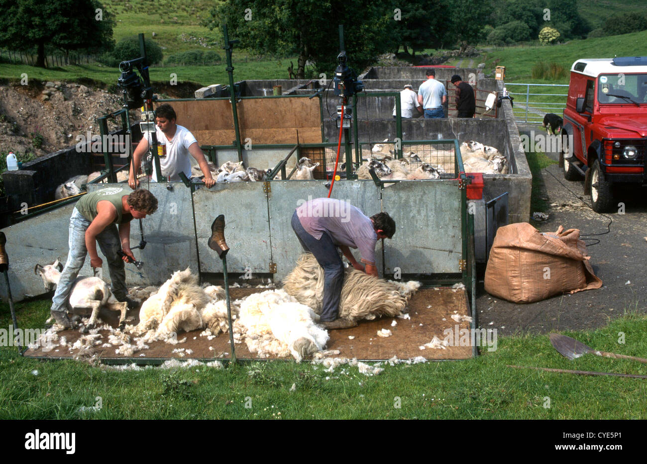 Sheep shearing Antrim Northern Ireland Stock Photo Alamy