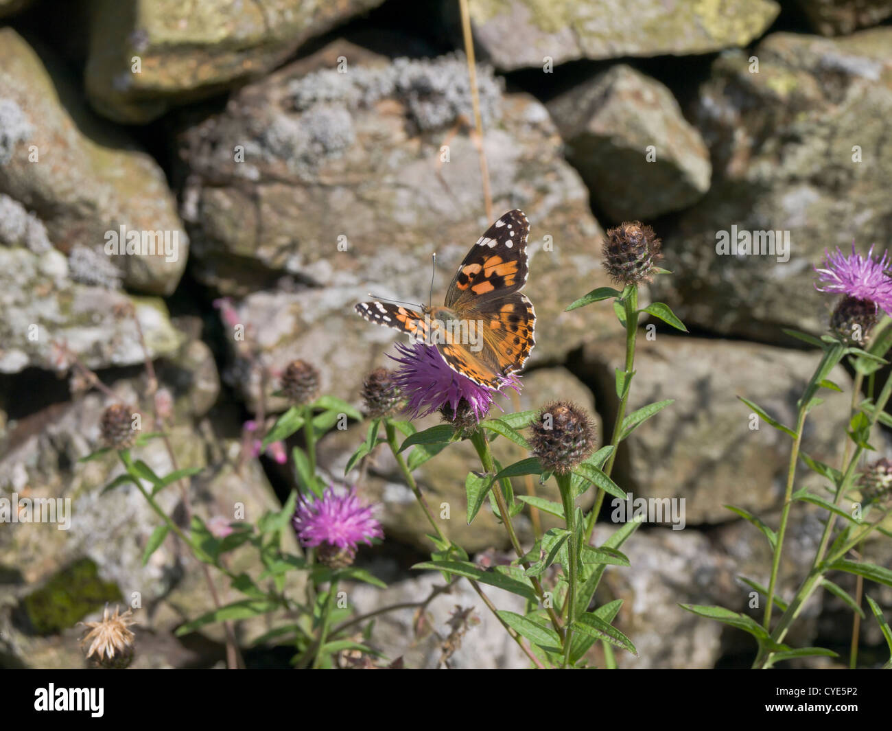 Painted Lady butterfly ( Vanessa cardui ) feeding on thistle in front of stone fence, photographed in Lake district England Stock Photo
