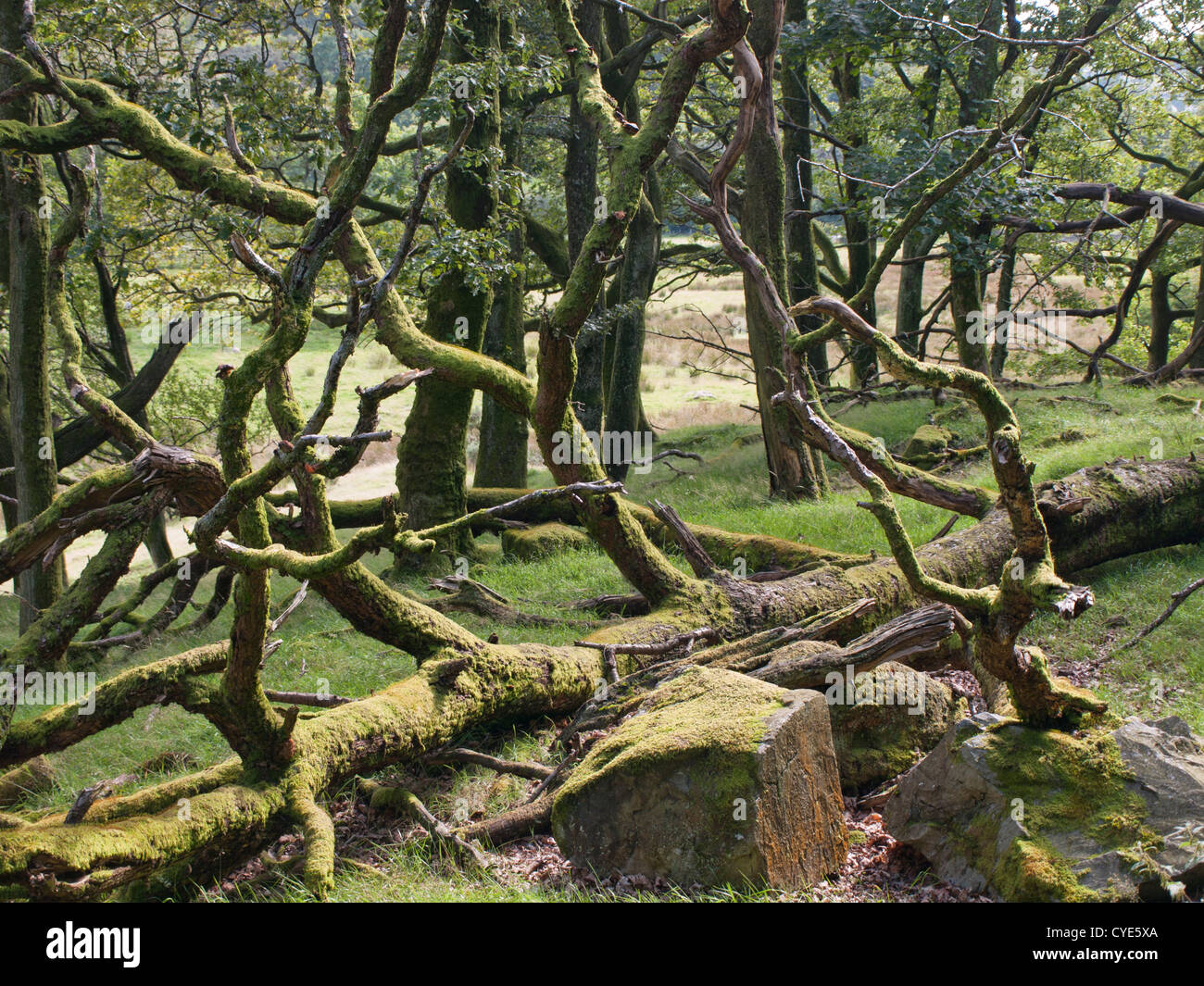 Natural old travel trees vacation woodland hires stock photography and