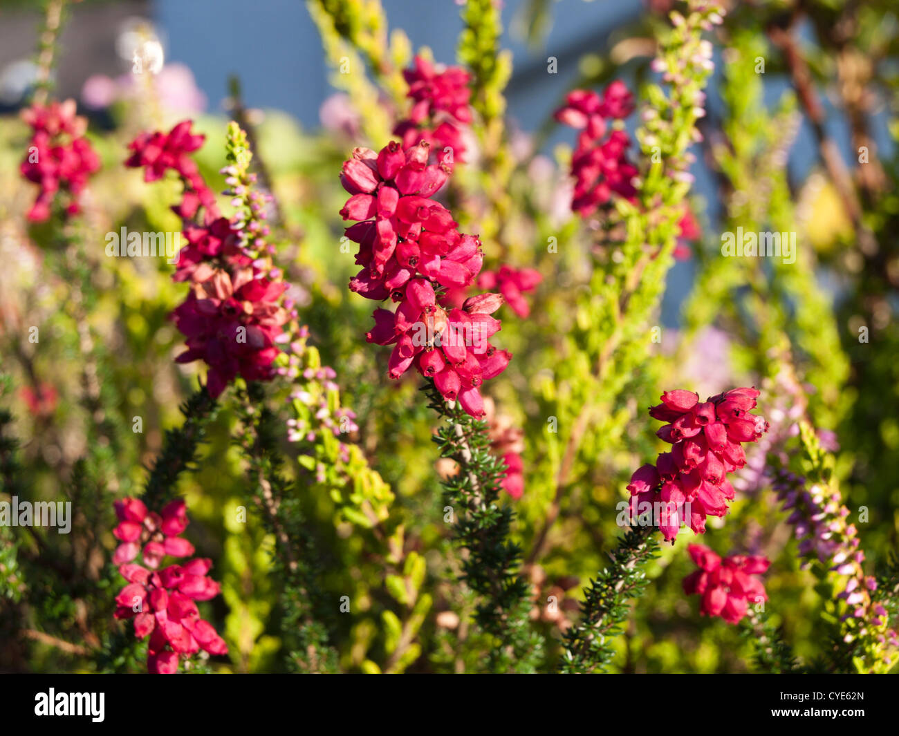 Closeup of cultivated Erica flower in a garden in Lake District England Stock Photo