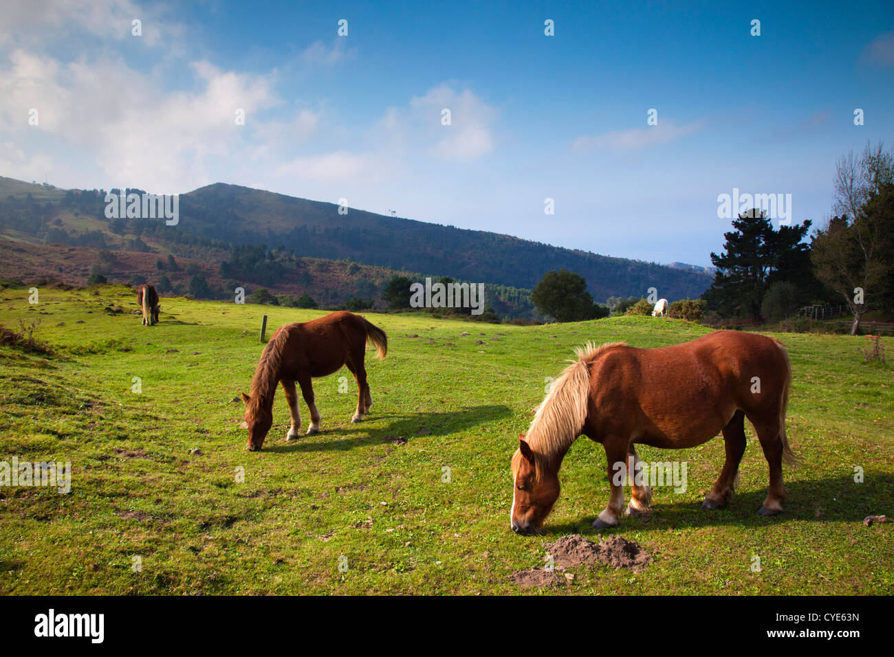 Spain, Basque Country Region, Guipuzcoa Province, Hondarribia, horses along the Jaizkibel Road Stock Photo