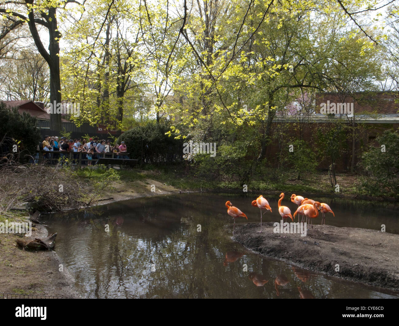 Bronx zoo. Stock Photo