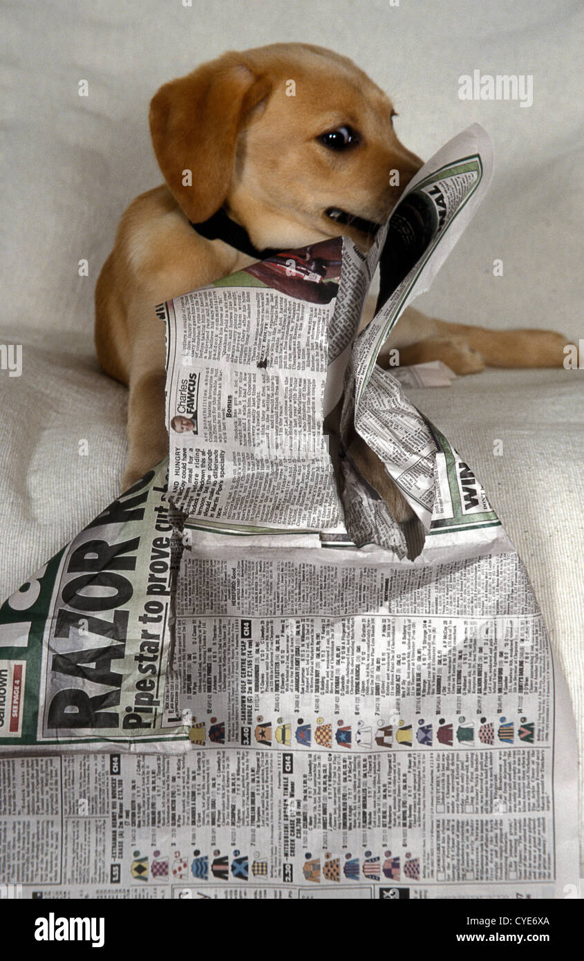 Destructive puppy hires stock photography and images Alamy